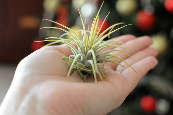 Last Minute Christmas Gift Airplants